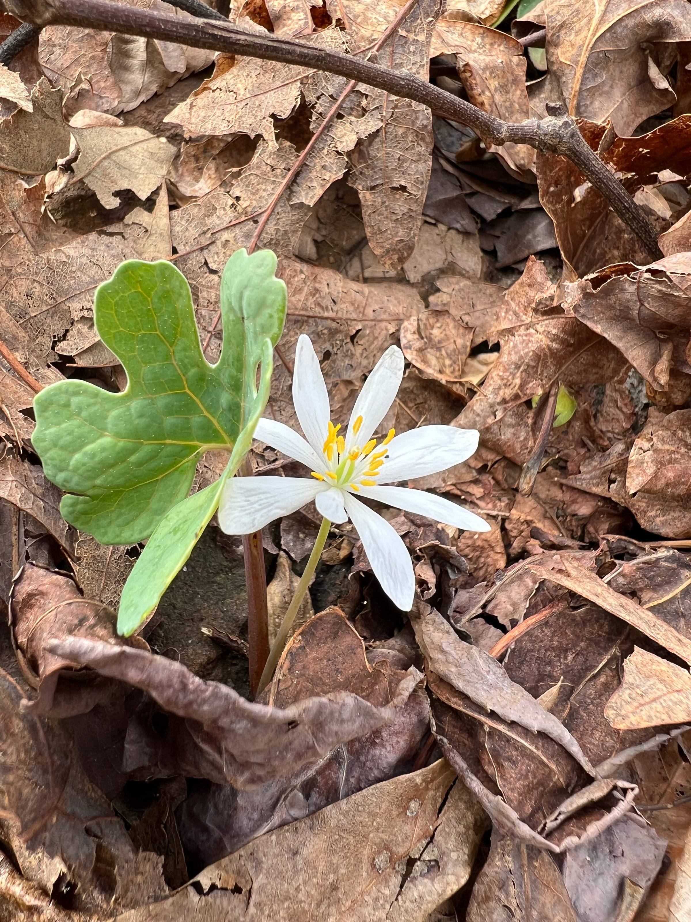 Nature and quiet growth, like spring flowers on the forest floor