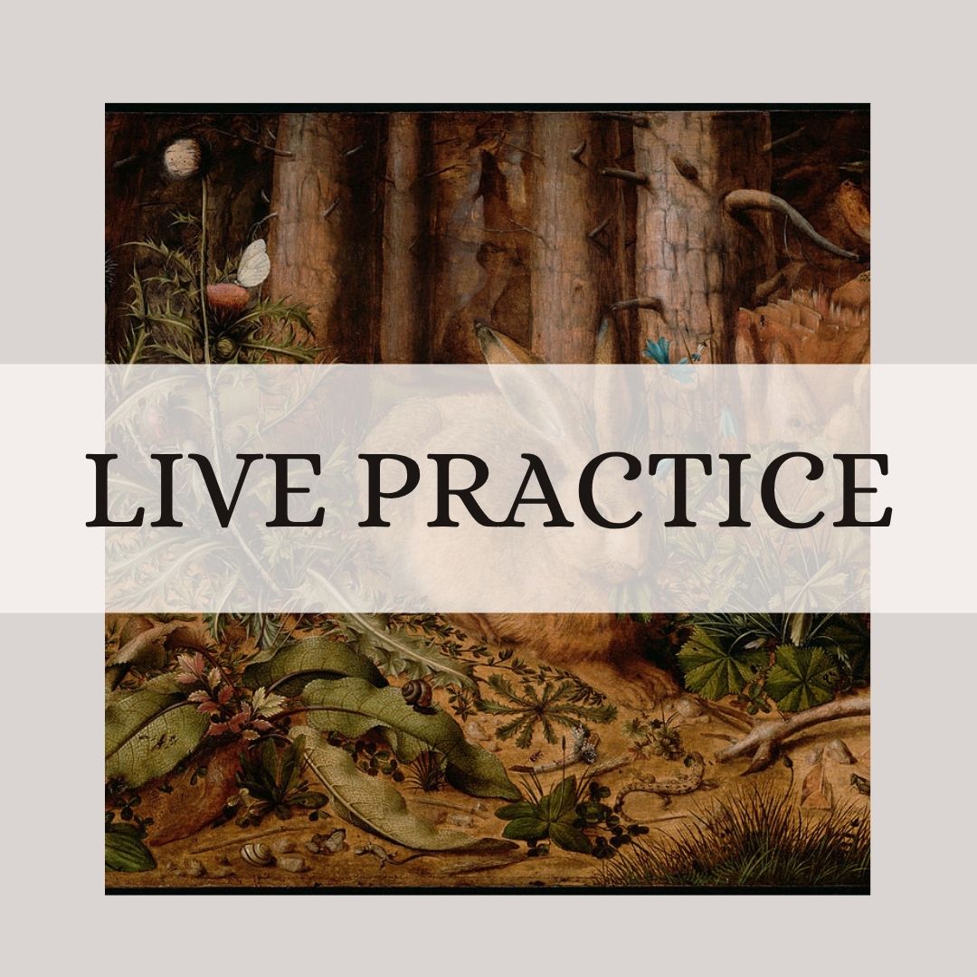 Beginner French live practice sessions